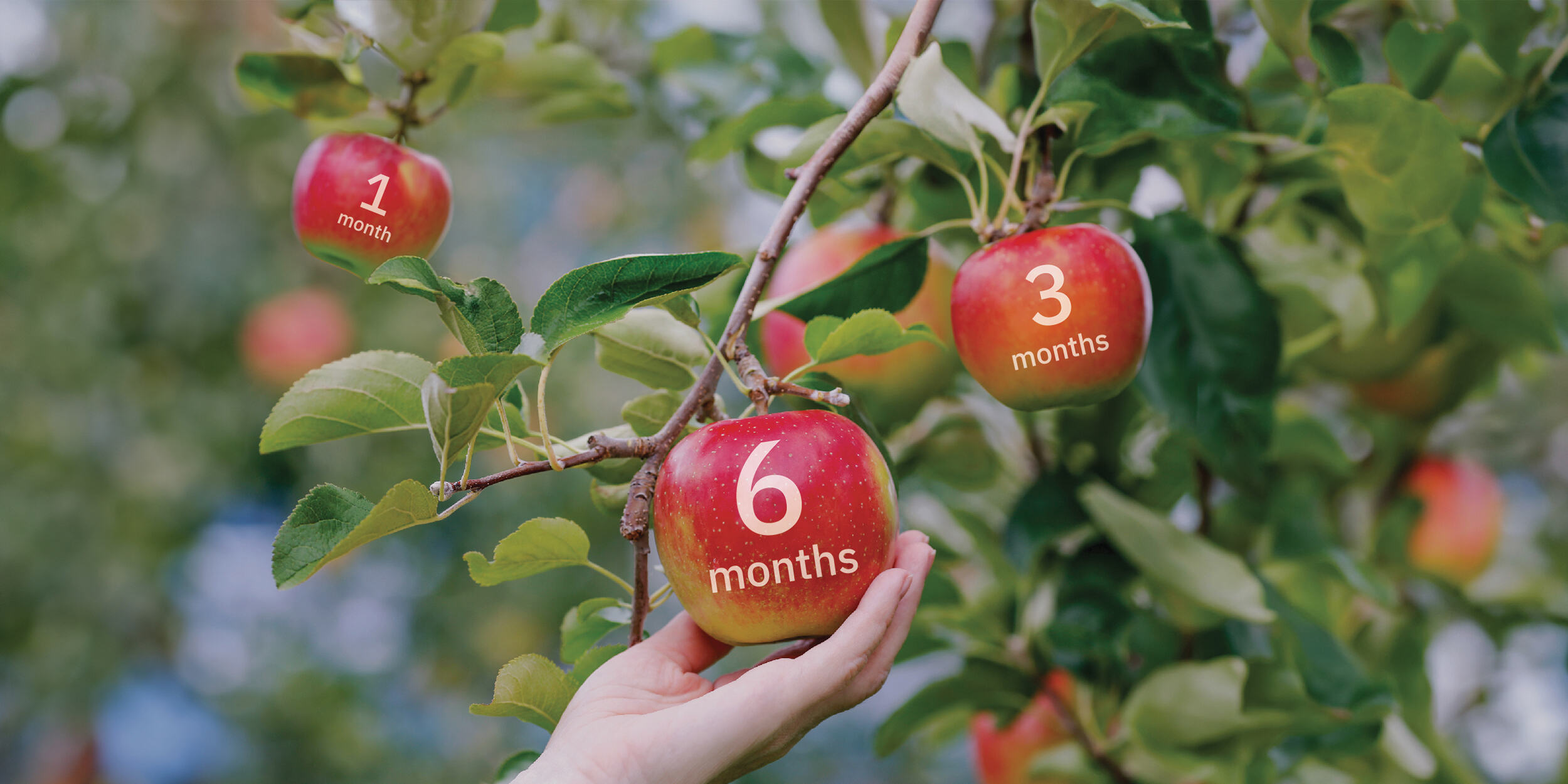 Fixed Deposits Account